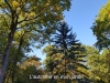 8-Automne